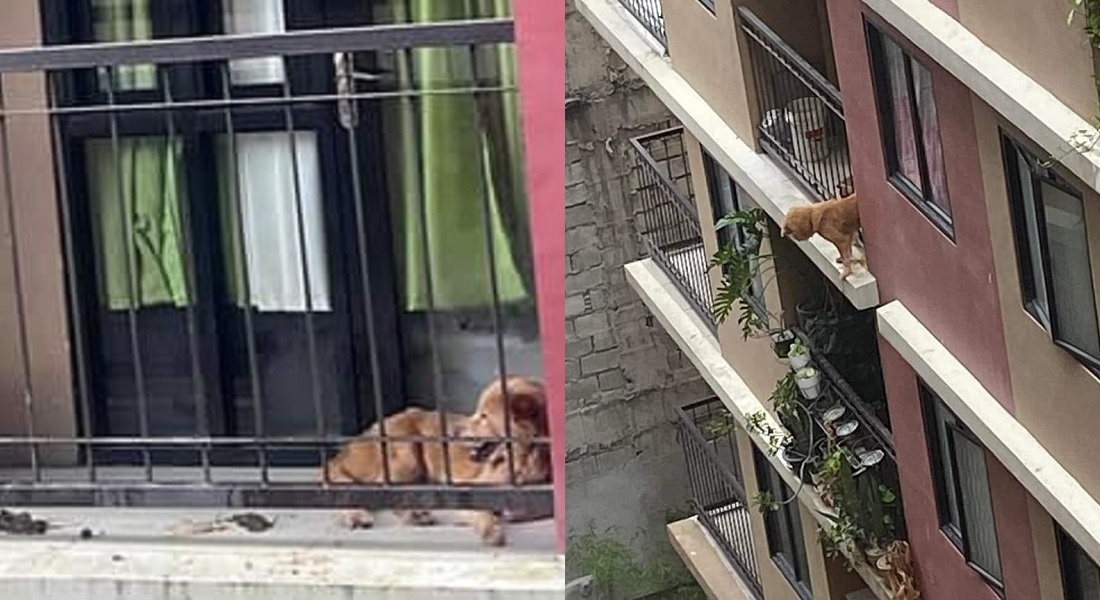 dog balcony